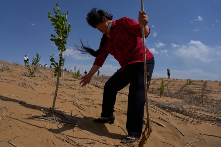 China’s ‘Green Great Wall’ tames desert growth,  but scientists warn the fight is not over